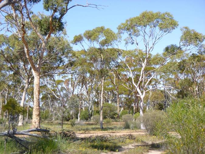 Merredin Peak